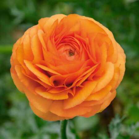 Ranunculus asiaticus - Excluzív boglárka "Clementine" (3 db)