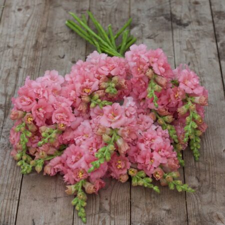 Antirrhinum majus - Tátika "Madame Butterfly Pink" (min 20 szem)