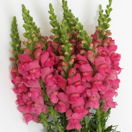 Antirrhinum majus - Tátika "Potomac Dark Pink" (min 20 szem)