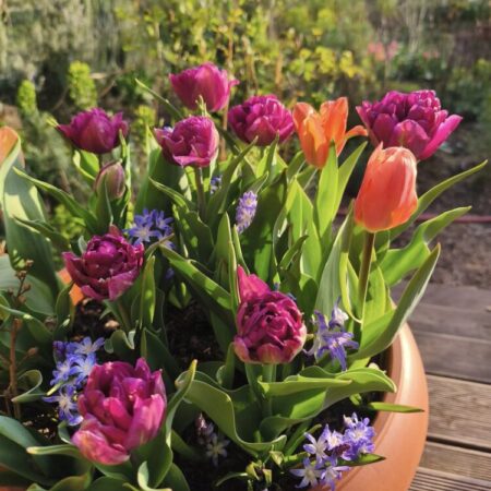 Tulipán lasagne "Rose Beauty" (9db)