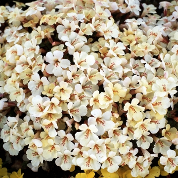 Mimulus x hybridus - Bohócvirág "Magic Ivory" (min. 20 szem)