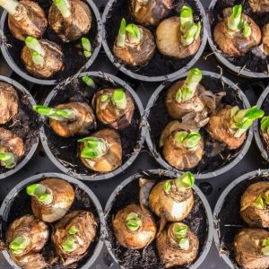 Daffodil flower bulbs view from above